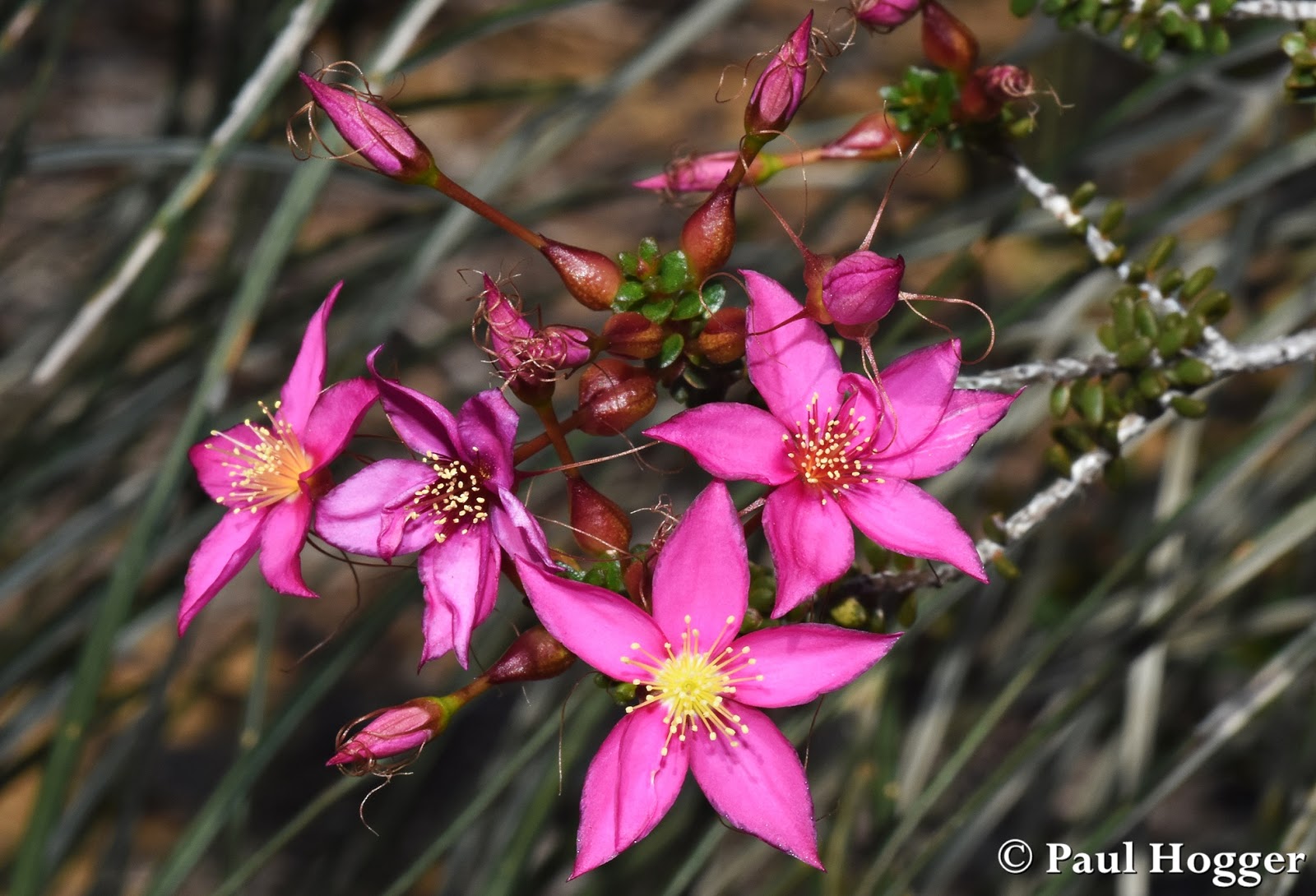 Planning your Kalbarri trip ? Close-up of vibrant pink wildflowers blooming in Kalbarri Attractions , Western Australia