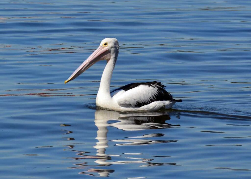 Pelican feeding on foreshore - free things to do in Kalbarri
