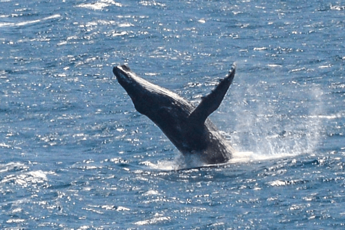 Humpback whale breaching out of the ocean near Kalbarri, Western Australia.