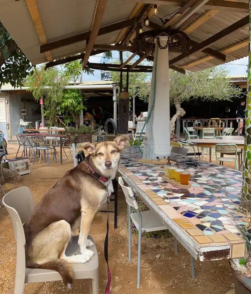 dog friendly kalbarri meals available at Finlays BBQ